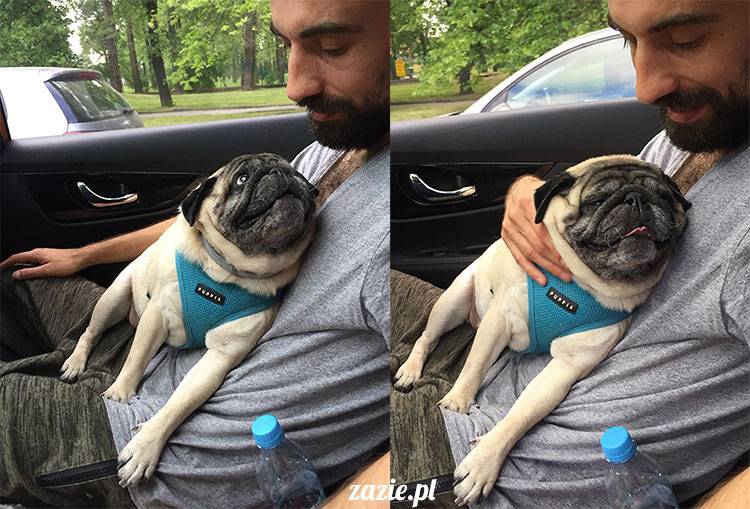 mopsy mopsiki Zazie Kumok Miszur