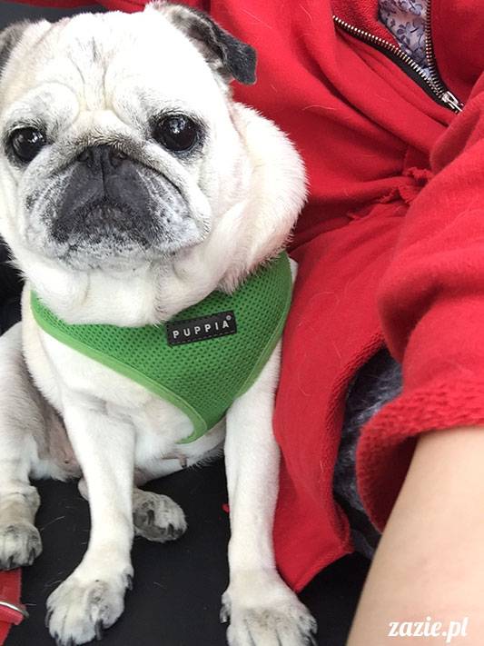 mopsy mopsiki Zazie Kumok Miszur