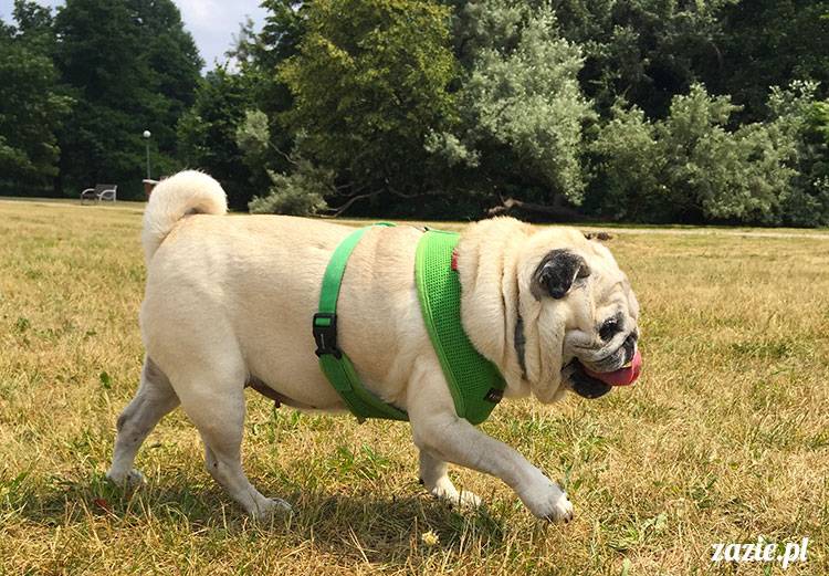 mopsy mopsiki Zazie Kumok Miszur