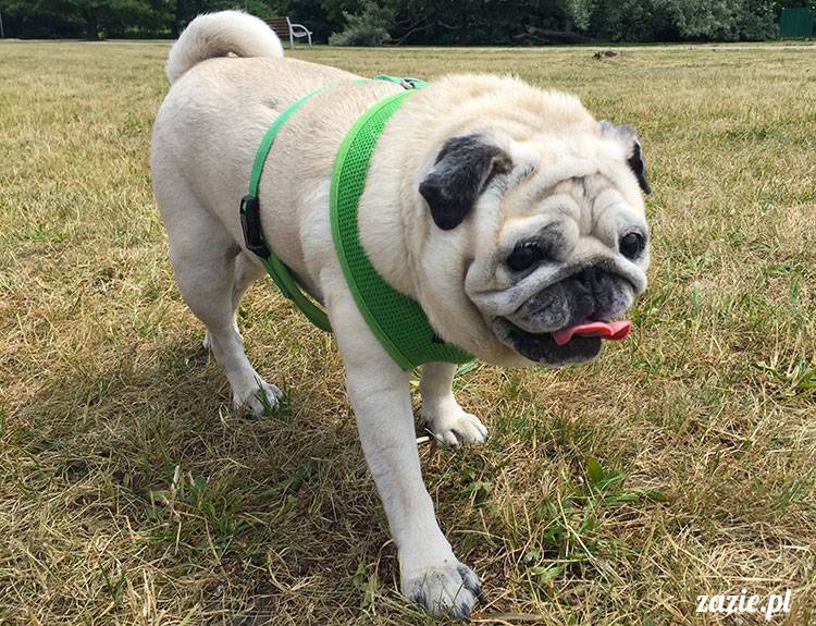 mopsy mopsiki Zazie Kumok Miszur