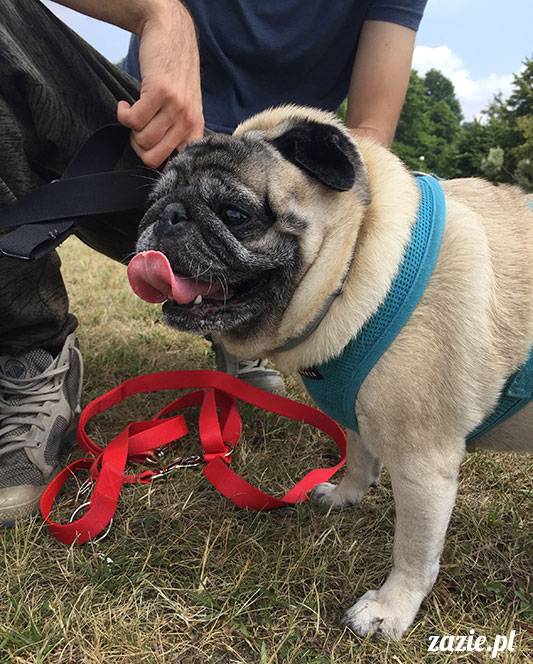 mopsy mopsiki Zazie Kumok Miszur