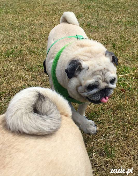 mopsy mopsiki Zazie Kumok Miszur