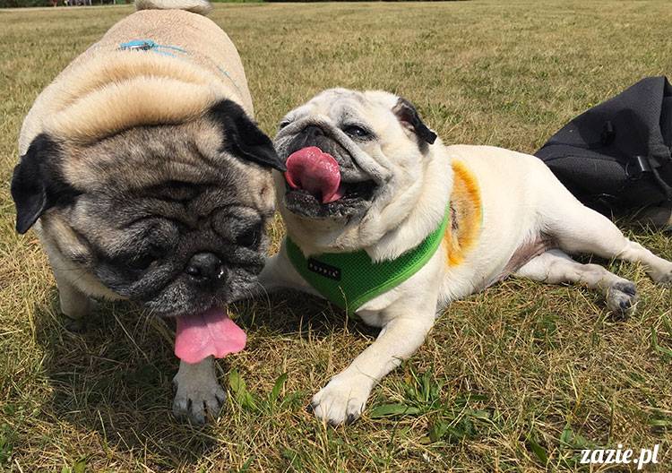 mopsy mopsiki Zazie Kumok Miszur