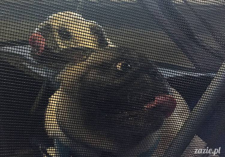 mopsy mopsiki Zazie Kumok Miszur