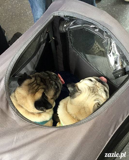 mopsy mopsiki Zazie Kumok Miszur