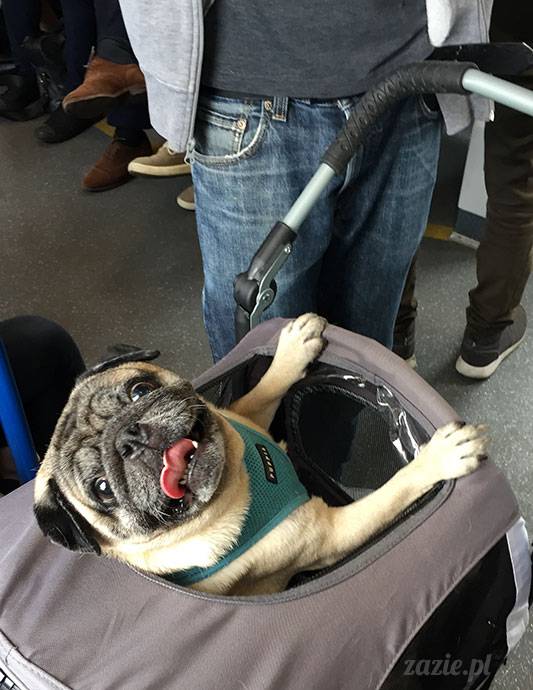 mopsy mopsiki Zazie Kumok Miszur