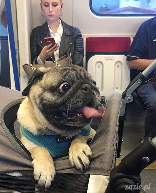 mopsy mopsiki Zazie Kumok Miszur