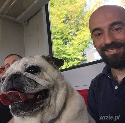 mopsy mopsiki Zazie Kumok Miszur