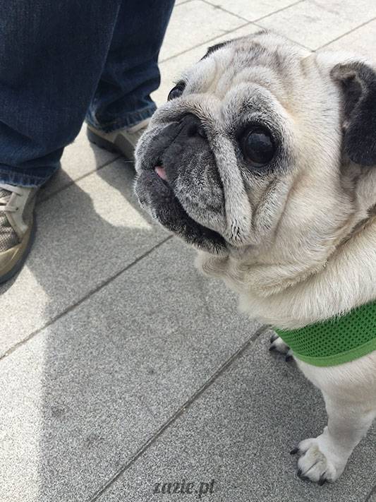 mopsy mopsiki Zazie Kumok Miszur