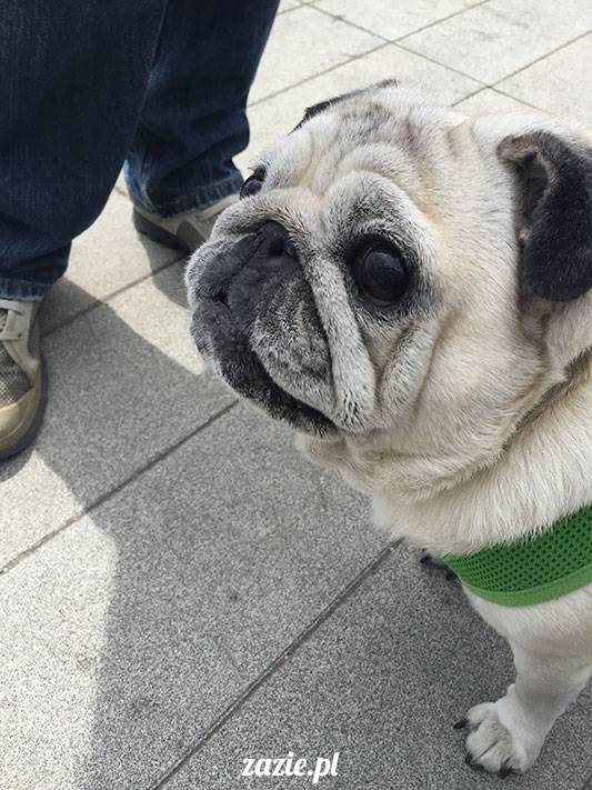 mopsy mopsiki Zazie Kumok Miszur