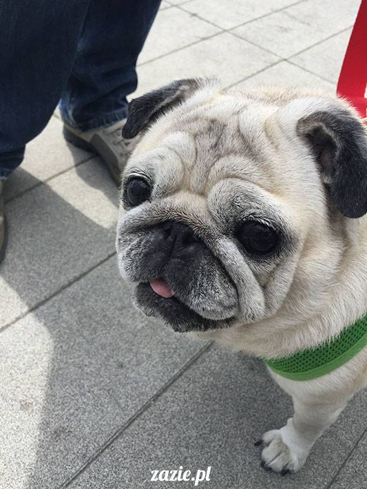 mopsy mopsiki Zazie Kumok Miszur