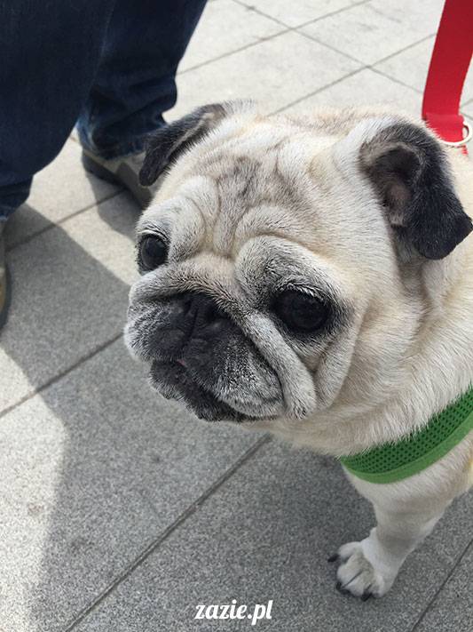 mopsy mopsiki Zazie Kumok Miszur