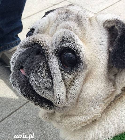 mopsy mopsiki Zazie Kumok Miszur