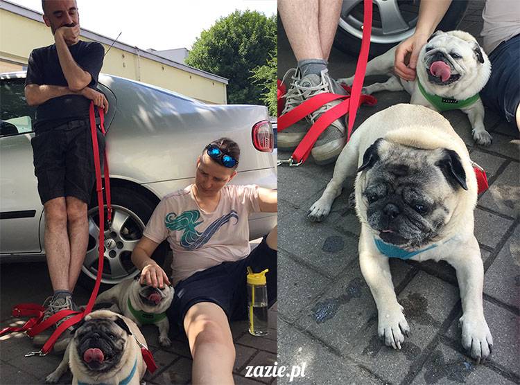 mopsy mopsiki Zazie Kumok Miszur