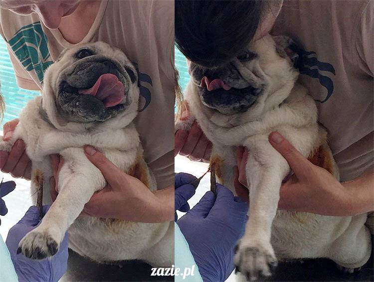 mopsy mopsiki Zazie Kumok Miszur