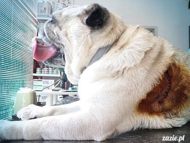 mopsy mopsiki Zazie Kumok Miszur