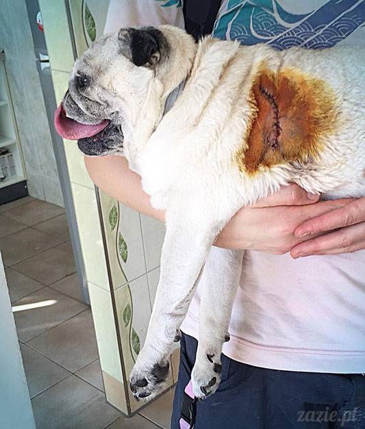 mopsy mopsiki Zazie Kumok Miszur