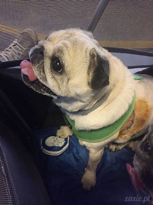 mopsy mopsiki Zazie Kumok Miszur