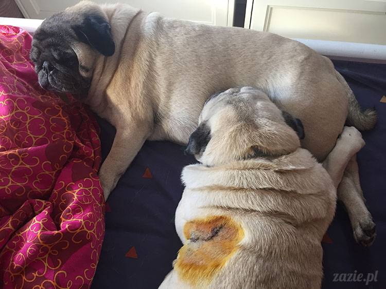 mopsy mopsiki Zazie Kumok Miszur