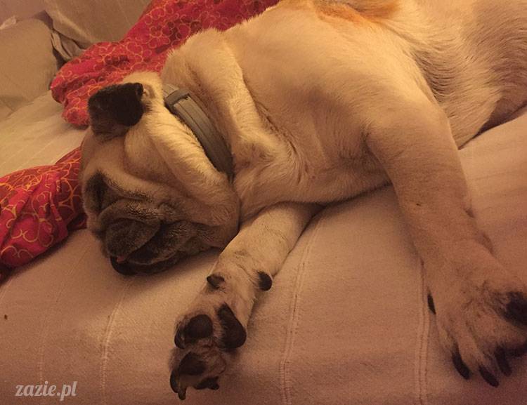 mopsy mopsiki Zazie Kumok Miszur