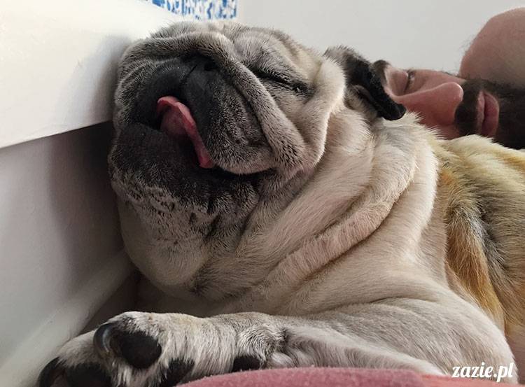 mopsy mopsiki Zazie Kumok Miszur