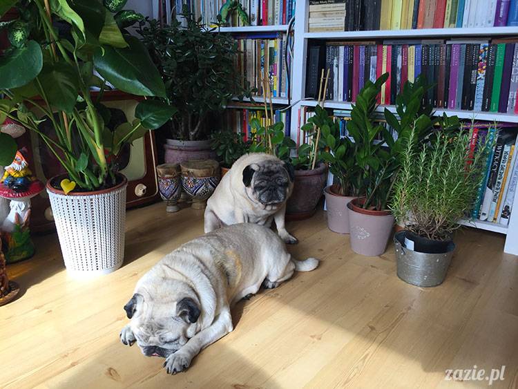 mopsy mopsiki Zazie Kumok Miszur