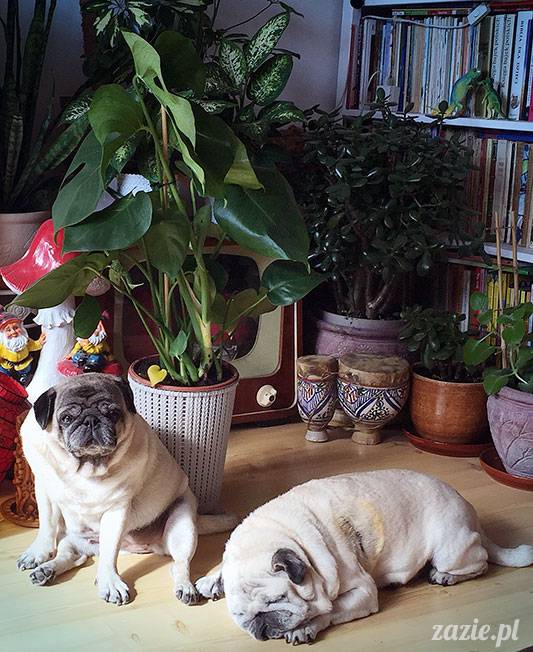 mopsy mopsiki Zazie Kumok Miszur