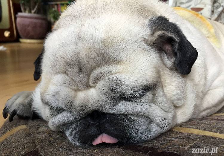 mopsy mopsiki Zazie Kumok Miszur