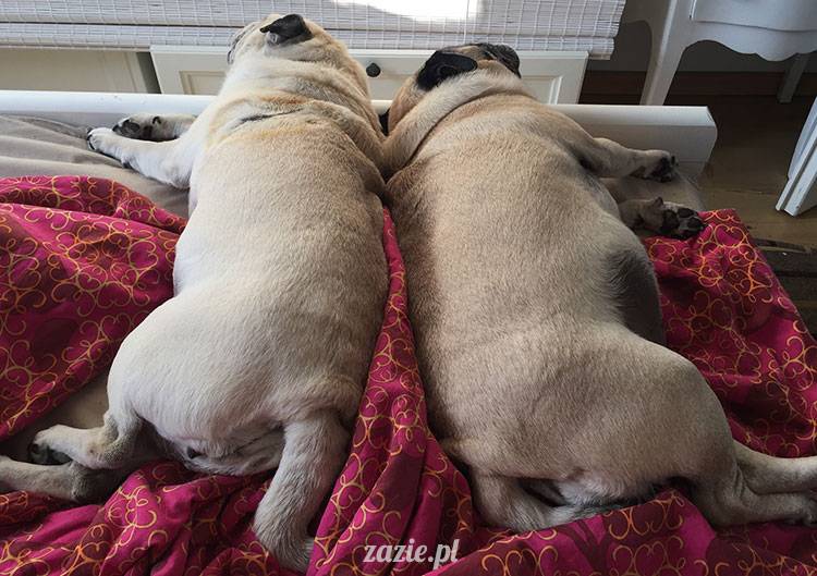 mopsy mopsiki Zazie Kumok Miszur