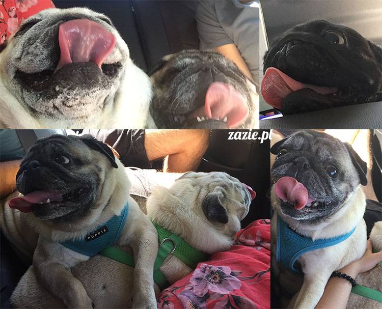 mopsy mopsiki Zazie Kumok Miszur