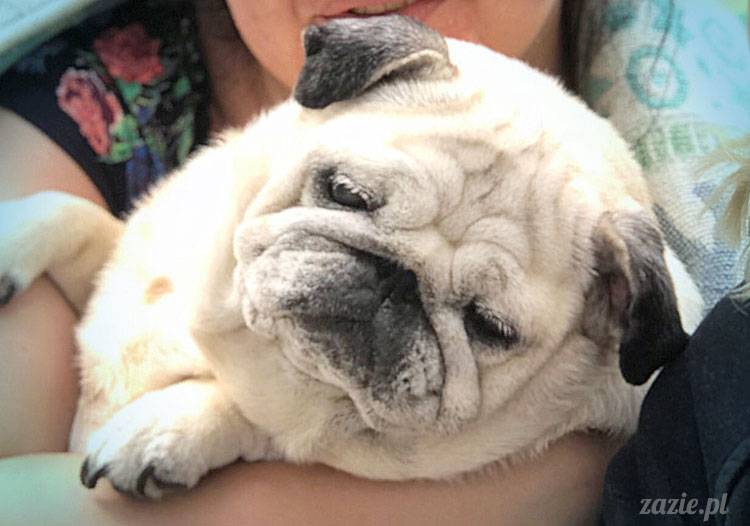 mopsy mopsiki Zazie Kumok Miszur