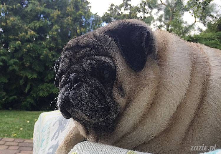 mopsy mopsiki Zazie Kumok Miszur