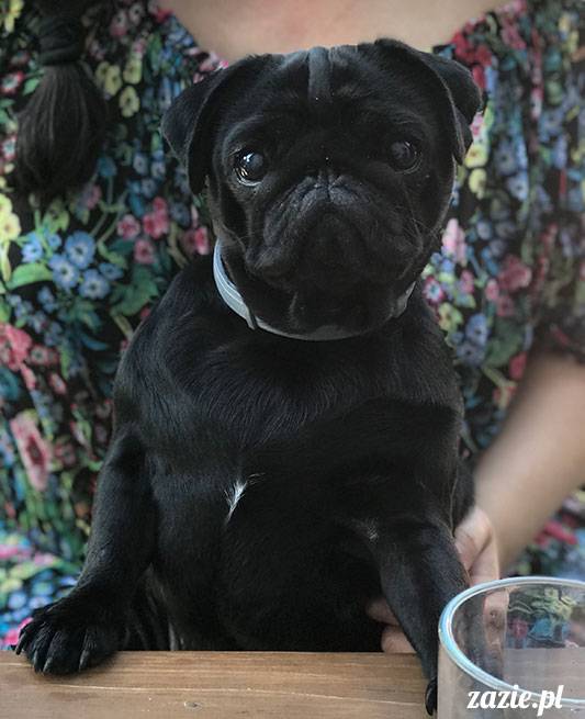 mopsy mopsiki Zazie Kumok Miszur