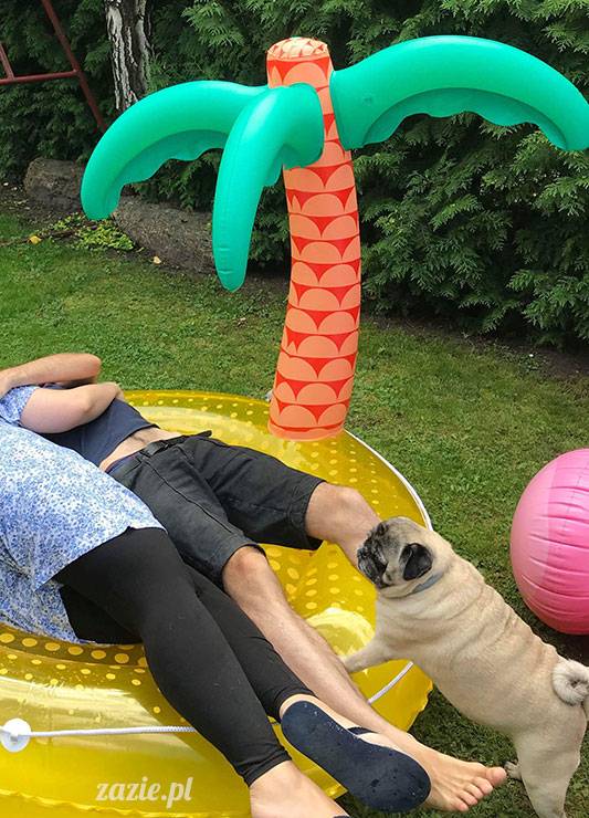 mopsy mopsiki Zazie Kumok Miszur