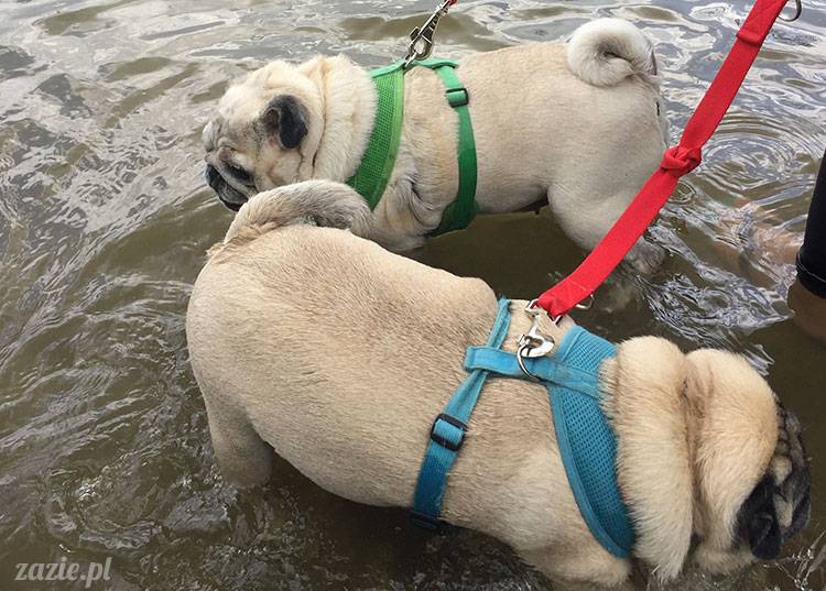 mopsy mopsiki Zazie Kumok Miszur