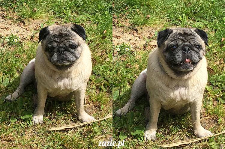 mopsy mopsiki Zazie Kumok Miszur