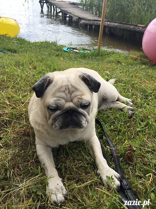 mopsy mopsiki Zazie Kumok Miszur