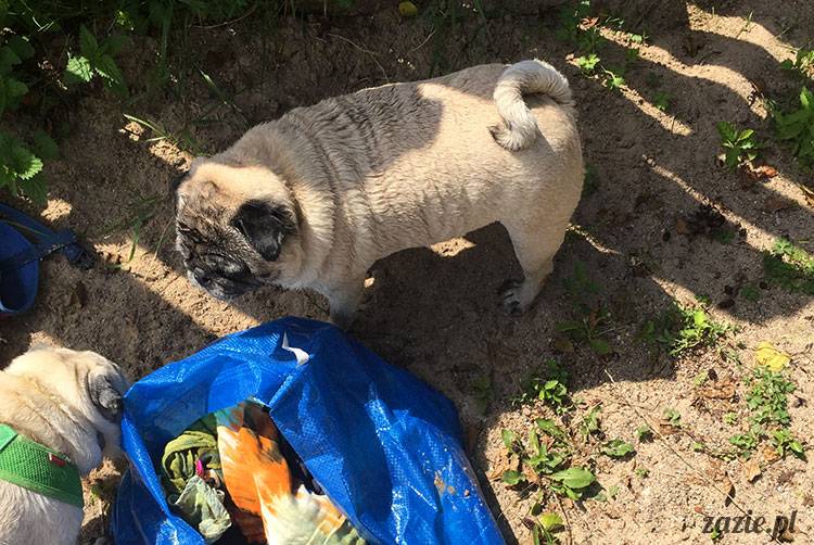 mopsy mopsiki Zazie Kumok Miszur