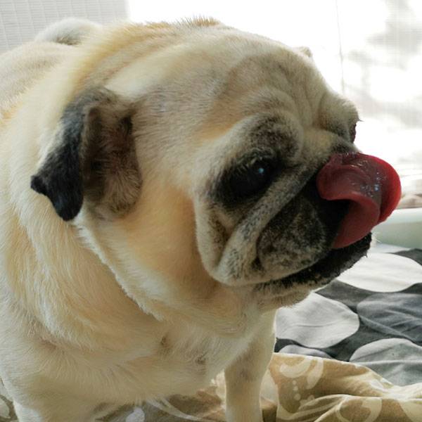 mops mopsy mopsiki Kumok i Miszur Zazie