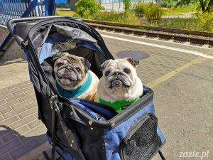 Kumok i Miszur – mopsie lato karzełków