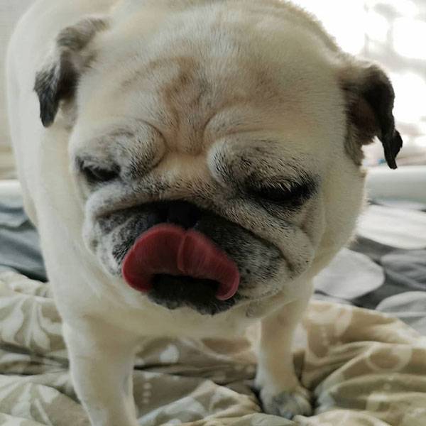 mops mopsy mopsiki Kumok i Miszur Zazie