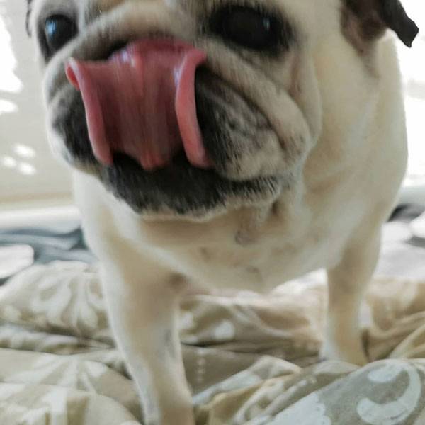 mops mopsy mopsiki Kumok i Miszur Zazie