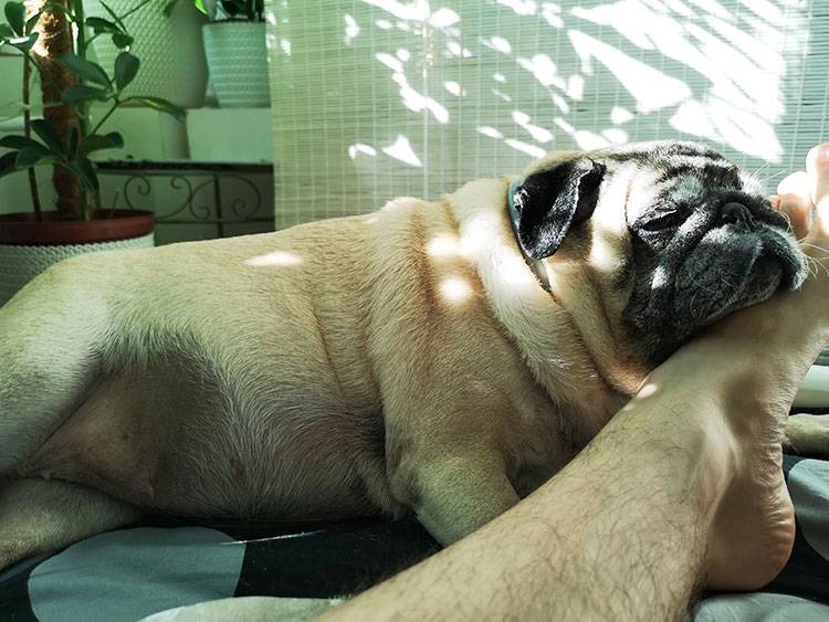 mops mopsy mmopsiki Kumok i Miszur Zazie