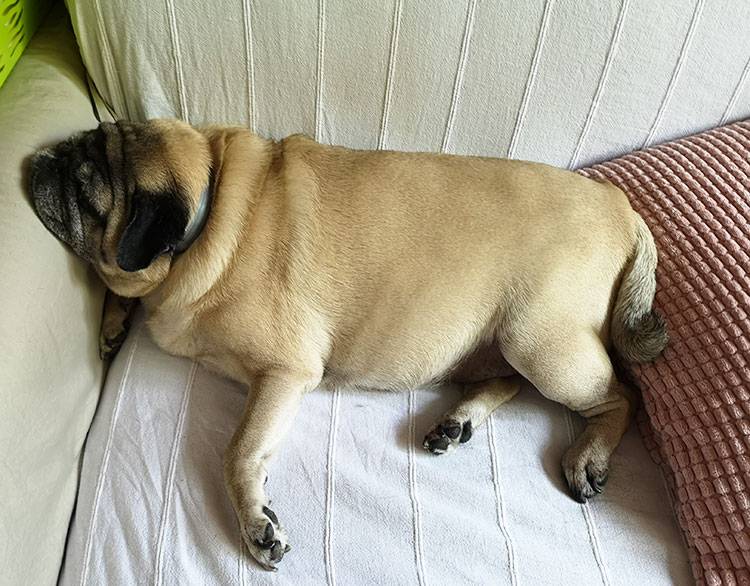 mops mopsy mopsiki Kumok i Miszur Zazie