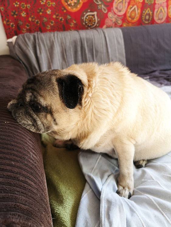 mops mopsy mopsiki Kumok i Miszur Zazie