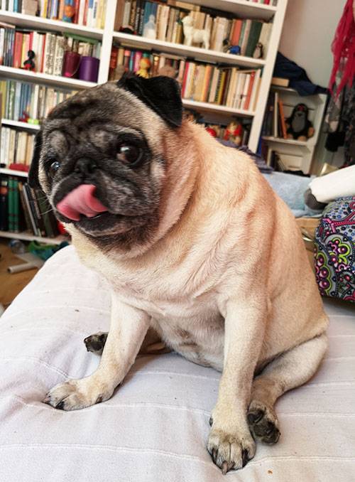 mops mopsy mopsiki Kumok i Miszur Zazie