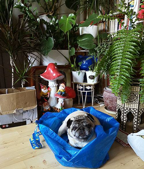 mops mopsy mopsiki Kumok i Miszur Zazie