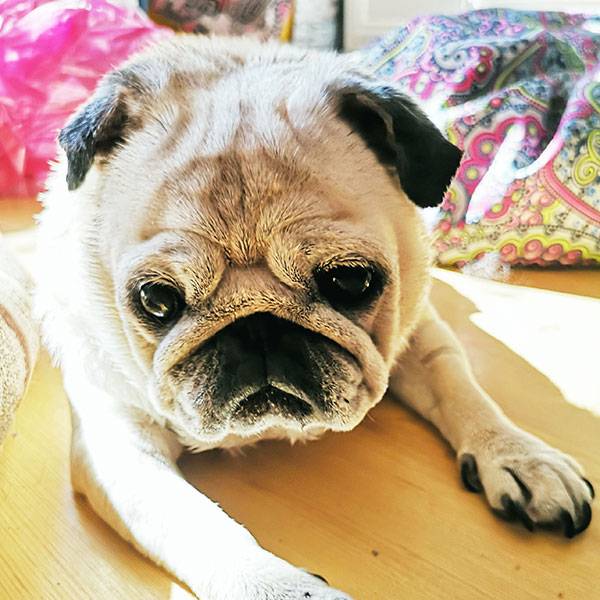 mops mopsy mopsiki Kumok i Miszur Zazie