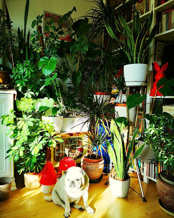 mops mopsy mopsiki Kumok i Miszur Zazie