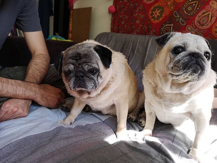 mops mopsy mopsiki Kumok i Miszur Zazie